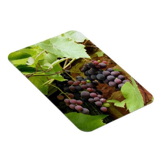 SCHWARZE GRAPEN MAGNET (Rechte Seite)