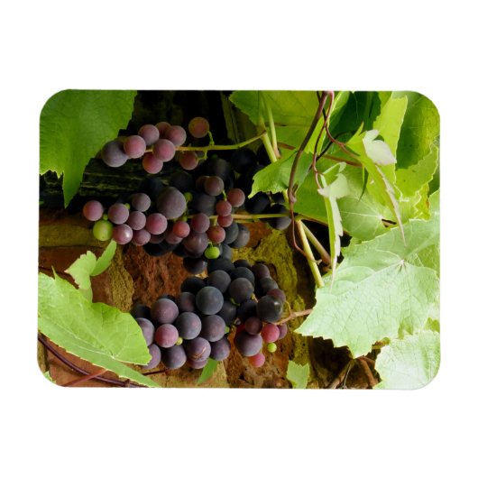 SCHWARZE GRAPEN MAGNET (Horizontal)