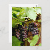 SCHWARZE GRAPEN POSTKARTE (Vorne/Hinten)