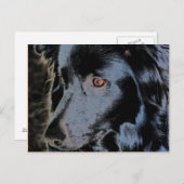 Schwarze Grenz-Collie-Gesicht-Hund Postkarte (Vorne/Hinten)