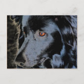 Schwarze Grenz-Collie-Gesicht-Hund Postkarte (Vorderseite)