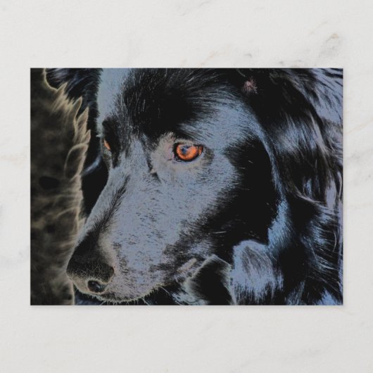 Schwarze Grenz-Collie-Gesicht-Hund Postkarte (Vorderseite)