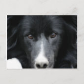 Schwarze Grenz-Collie-Gesicht-Hund Postkarte (Vorderseite)