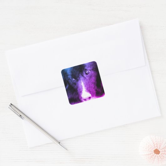 Schwarze Grenze - Collie Quadratischer Aufkleber (Umschlag)