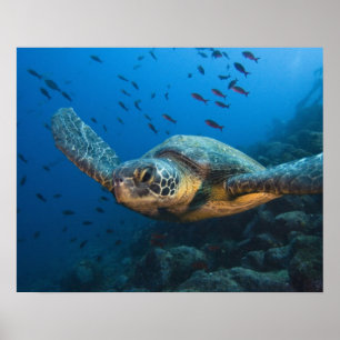 Schwarze (grüne) Schildkröte (Chelonia agassizi) a Poster