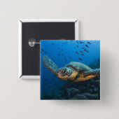 Schwarze (grüne) Schildkröte (Chelonia agassizi) Button (Vorne & Hinten)