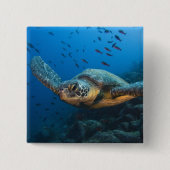 Schwarze (grüne) Schildkröte (Chelonia agassizi) Button (Vorderseite)