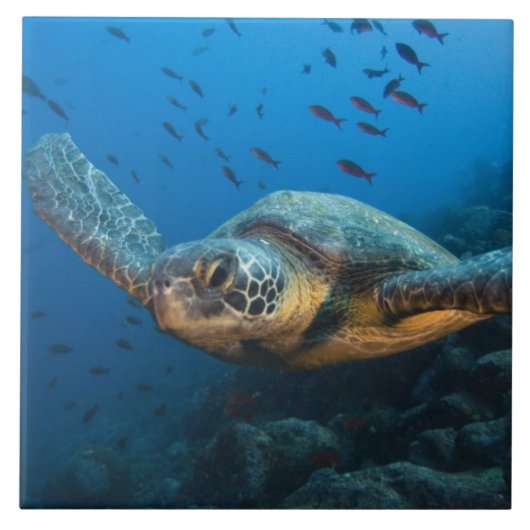 Schwarze (grüne) Schildkröte (Chelonia agassizi) Fliese (Vorderseite)