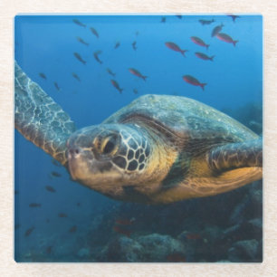 Schwarze (grüne) Schildkröte (Chelonia agassizi) Glasuntersetzer