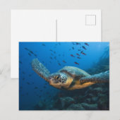 Schwarze (grüne) Schildkröte (Chelonia agassizi) Postkarte (Vorne/Hinten)