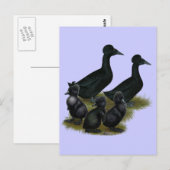 Schwarze Haubenentenfamilie Postkarte (Vorne/Hinten)
