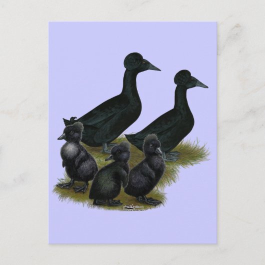 Schwarze Haubenentenfamilie Postkarte (Vorderseite)