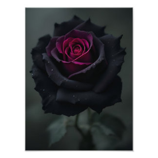 Schwarze Herzrose Fotodruck