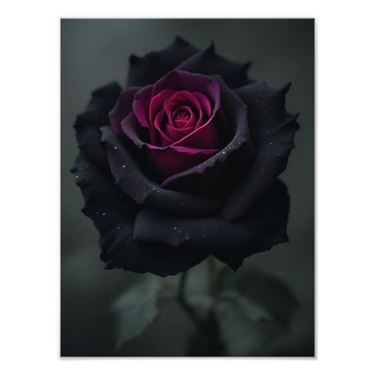 Schwarze Herzrose Fotodruck (Vorne)