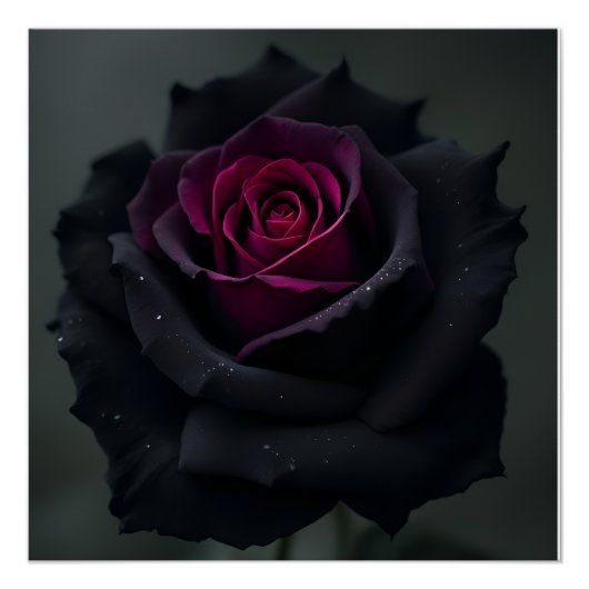 Schwarze Herzrose Poster (Vorderseite)