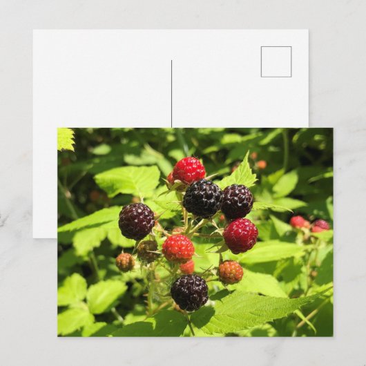 Schwarze Himbeeren, frisch Postkarte (Vorne/Hinten)