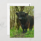 Schwarze Hochlandkuh im Wald Postkarte (Vorne/Hinten)