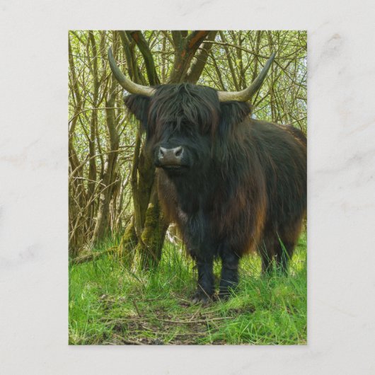 Schwarze Hochlandkuh im Wald Postkarte (Vorderseite)