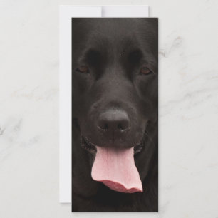 Schwarze Hundegesicht