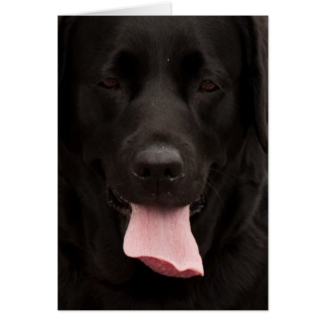 Schwarze Hundegesicht (Vorne)