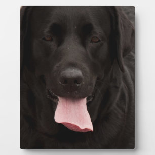 Schwarze Hundegesicht Fotoplatte