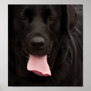 Schwarze Hundegesicht Poster