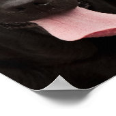 Schwarze Hundegesicht Poster (Ecke)