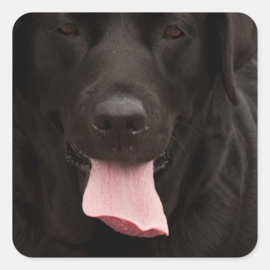 Schwarze Hundegesicht Quadratischer Aufkleber (Vorderseite)