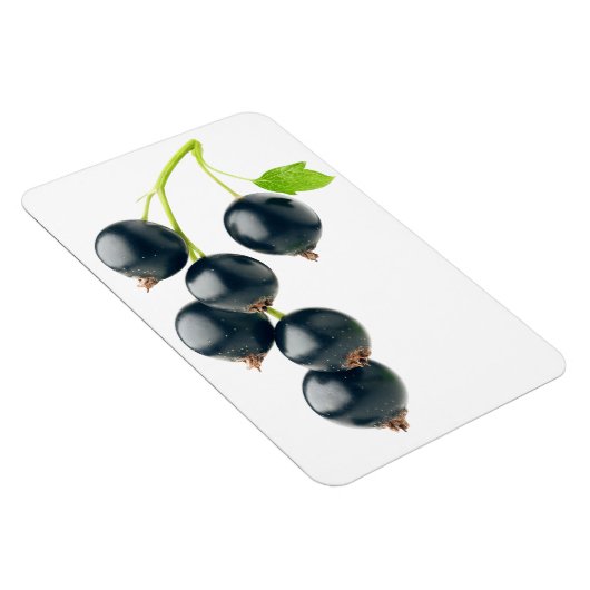 Schwarze Johannisbeere Magnet (Rechte Seite)