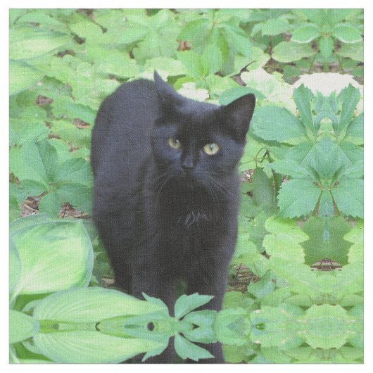 Schwarze Kätzchen-Katze im Garten Stoff (Nahaufnahme)