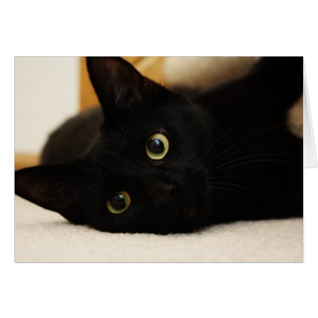 Schwarze Katze (Vorderseite (Horizontal))
