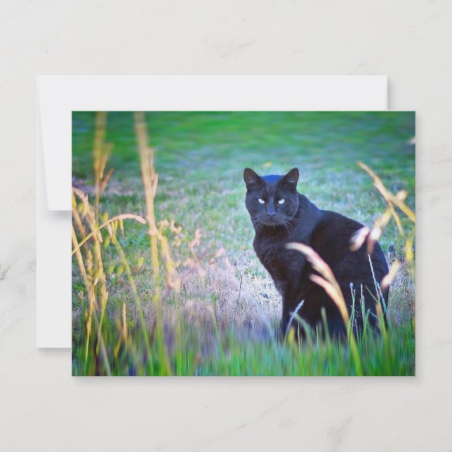 Schwarze Katze (Vorderseite)