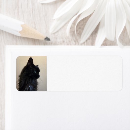 Schwarze Katze (Insitu)