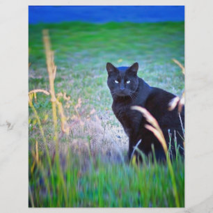 Schwarze Katze