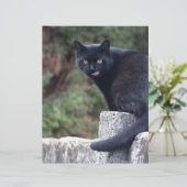 Schwarze Katze (Stehend Vorderseite)