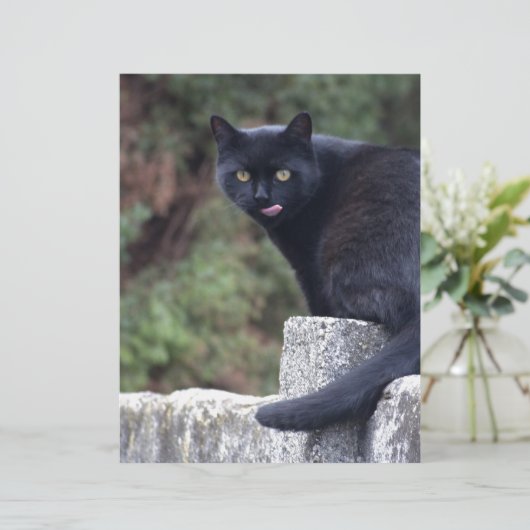 Schwarze Katze (Stehend Vorderseite)