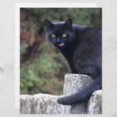 Schwarze Katze (Vorne/Hinten)