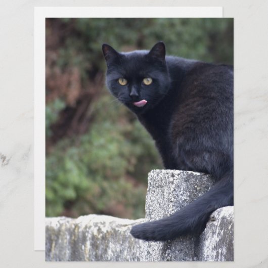 Schwarze Katze (Vorne/Hinten)