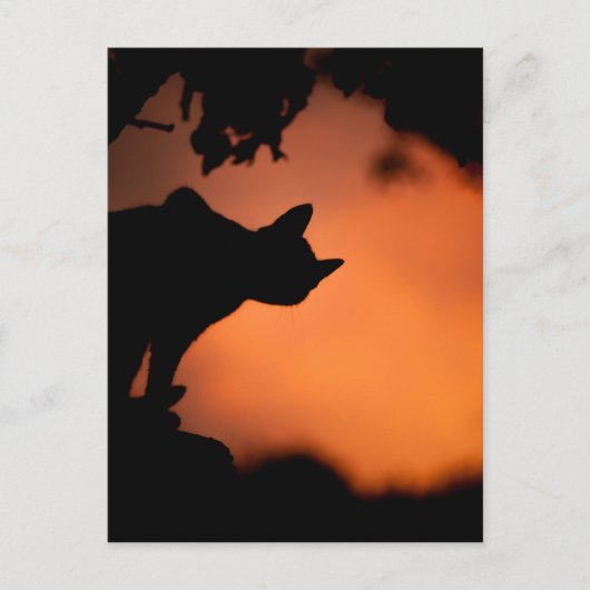 Schwarze Katze bei Sonnenuntergang Halloween Postkarte (Vorderseite)