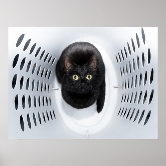 Schwarze Katze, die aus einem weißen Waschbär hera Poster (Vorne)
