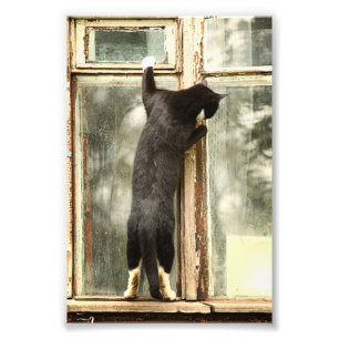 Schwarze Katze, die im Fenster schaut Fotodruck