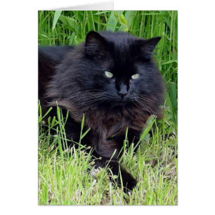 Schwarze Katze, flauschig, lange Fliege