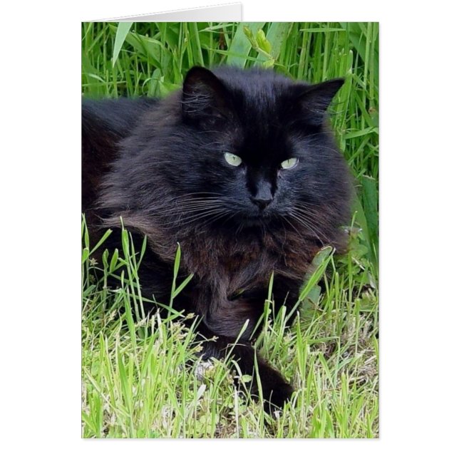 Schwarze Katze, flauschig, lange Fliege (Vorne)