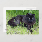 Schwarze Katze, flauschig, lange Fliege Postkarte (Vorne/Hinten)