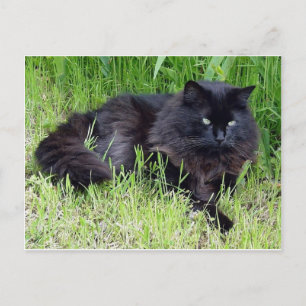Schwarze Katze, flauschig, lange Fliege Postkarte