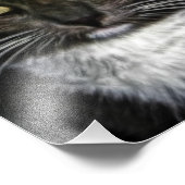 Schwarze Katze Fotodruck (Ecke)