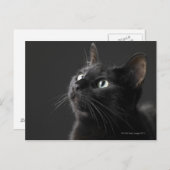 Schwarze Katze gegen schwarzen Hintergrund, Postkarte (Vorne/Hinten)