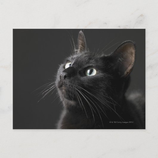 Schwarze Katze gegen schwarzen Hintergrund, Postkarte (Vorderseite)