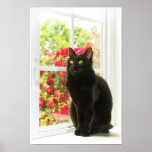 Schwarze Katze Gerahmt in Weiß Poster