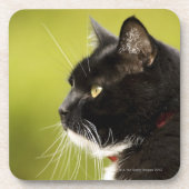 Schwarze Katze Getränkeuntersetzer (Vorderseite)